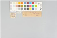 五色鳥藏品圖，第21張